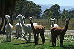 Image for KEPLER MOUNTAIN VIEW ALPACA FARM TOURS - Manapouri, Fiordland