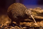 New Zealand Kiwi