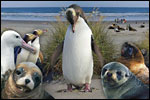 Image of ELM WILDLIFE TOURS - Dunedin