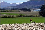 Sheep on a Farm to Farm Tour in New Zealand