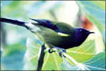 Image of PUKAHA MOUNT BRUCE, National Wildlife Centre - Wairarapa