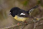 View more images of NATURE QUEST NEW ZEALAND - Dunedin South Island Tomtit