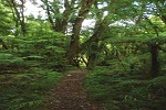 Image of NGUTUOHA NATURE TRAIL - Hawkes Bay