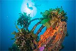 Image of NORTHLAND DIVE - Whangaruru