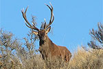 Image of NZ TROPHY SAFARIS - Canterbury