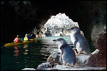 View more images of POHATU PENGUINS - Akaroa, Banks Peninsula Image of POHATU PENGUINS - Akaroa, Banks Peninsula