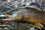 Nelson Fly fishing