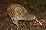 Image of WILD KIWI ENCOUNTER - Stewart Island