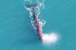 View more images of WINGS OVER WHALES - Kaikoura Image of WINGS OVER WHALES - Kaikoura