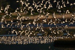 Image of PUKOROKORO MIRANDA SHOREBIRD CENTRE - Auckland