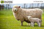 - Images from NZ - Sheep