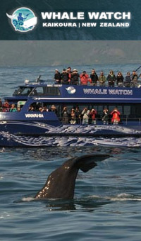 Find the answer here - Whale Watch Kaikoura