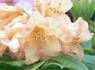 Dunedin Rhododendron Festival