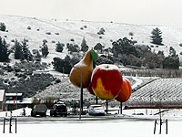 Cromwell Fruit in Snow