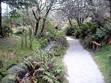 A jungle path in Rotorua