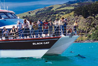 Black Cat Akaroa Swimming with Dolphins