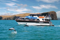 CBlack Cat Cruises Akaroa Harbour Cruises