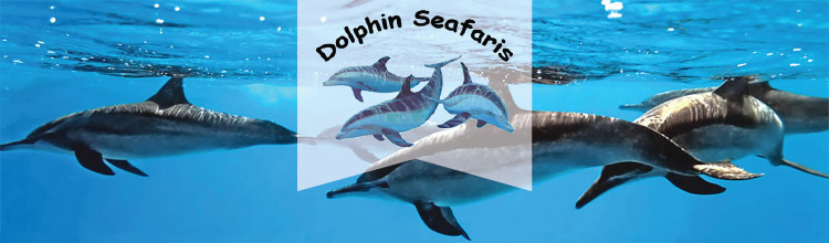 Dolphin Seafaris, Bay of Plenty