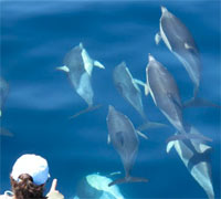 Get up close with Dolphins in Tauranga