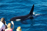 Orca Whale on one of our tours