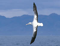 See the albatross with Albatross Encounter