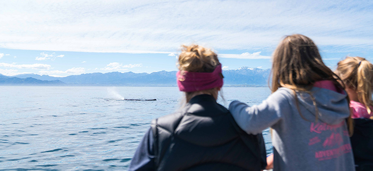Copyright: Whale Watch Kaikōura. Whale Watch Kaikōura, Kaikōura Whale Watching, New Zealand Whale Watch
