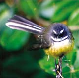 A fantail sitting on a branch at Pukaha Mount Bruce