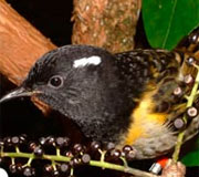 The Hihi (Stitchbird) at Pūkaha National Wildlife Centre