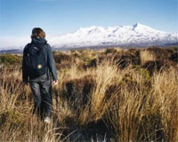 Mountain Air conservation projects in Tongariro National Park