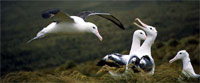 See albatross