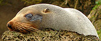 See Fur Seals