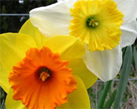 Copyright: New Zealand Tourism Guide. Spring daffodils, New Zealand