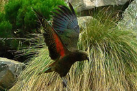 Kea - Native New Zealand Parrot