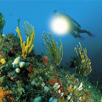 New Zealand Diving, Diving in New Zealand, Scubadiving in New Zealand