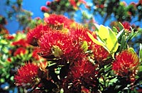 Pohutukawa Flower, New Zealand