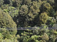 The Timber Trail, Waikato, New Zealand