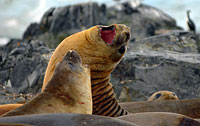 Image Source: U.S. National Science Foundation. Elephant Seals, Antarctica