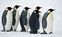 Image Source: Heritage Expeditions. Penguins, Antarctica
