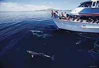 Image Source: Tourism New Zealand. Bay of Islands bottlenose dolphins, Bay of Islands, Northland, New Zealand