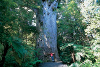 Image Source: Tourism New Zealand. Giant Kauri Tree, Bay of Plenty, New Zealand
