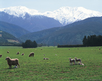 Image Source: Tourism New Zealand. Rural North Canterbury, Canterbury, New Zealand