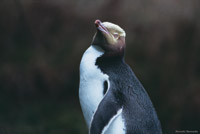 Image Source: Tourism New Zealand. Yellow eyed penguin, Dunedin, New Zealand