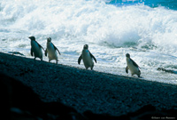 Image Source: Tourism New Zealand. Crested penguin in Fiordland, New Zealand