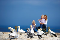 Image Source: Tourism New Zealand. Gannet Colony at Cape Kidnappers, Hawke's Bay, New Zealand