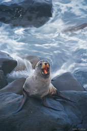Image Source: Tourism New Zealand. Fur Seal, Kaikoura, New Zealand