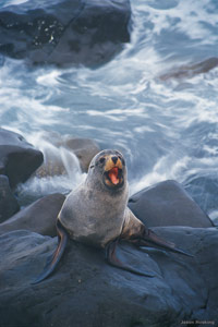 Image Source: Tourism New Zealand. Fur seal in Kaikoura, New Zealand