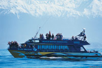 Image Source: Tourism New Zealand. Whale watching in Kaikoura, New Zealand