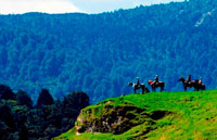 Horse Back Riding, Rangitikei, New Zealand