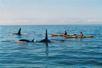 Image Source: Tourism New Zealand. Kayaking with orca in Marlborough Sounds, Marlborough, New Zealand