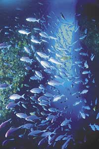 Image Source: Tourism New Zealand. School of fish at Poor Knights Island, Northland, New Zealand